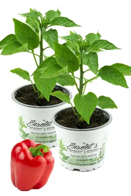Produktbild von Enseleits 2x Roter Paprika, Paprika Pflanze im 2er Set,2 rote Paprikapflanzen im Topf