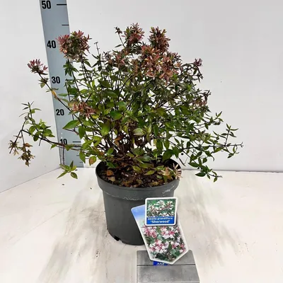 Obrázok produktu pre Abelia grandiflora 'Sherwood'  – abelia | 25–30 cm v črepníku