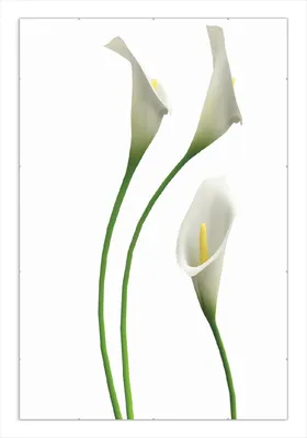 Produktbild von Wallario Wandbild Callas weiß gelb, Größe: 61 x 91,5 cm, Poster mit rahmenlosen Bildhalter