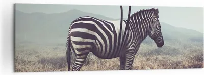 Produktbild von Bild auf Leinwand - Leinwandbild - Zebra Tier Wiese - 160x50cm - Wand Bild - Wanddeko - Wandbilder - Leinwanddruck - Bilder - Kunstdruck - Wanddekoration - Leinwand bilder - Wandkunst - AB160x50-3959