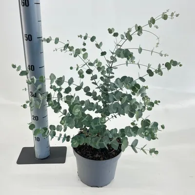 Produktbild von Eucalyptus gunnii Silverana ('Ion40'PBR) - Echter Eukalyptus | 40-50 cm im Topf