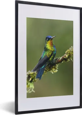 Produktbild von MuchoWow® MuchoWow® Gerahmtes Poster Vogel - Kolibri - Farben 40x60 cm - Poster mit zchwarzem Bilderrahmen - Poster in Rahmen