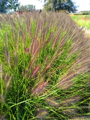 Immagine prodotto di 6 x Pennisetum alop. 'Black Beauty' - Erba da pozzo - topf 9 x 9 cm
