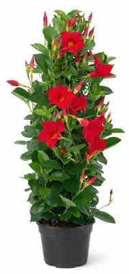 Obrázok produktu pre Mandevilla Dipladenia - Trichterblüte - Pyramidenform - 17cm kvetináč - ca. 65-70cm - červená