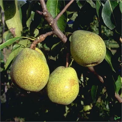 Produktbild von Terrassenobst Birne Kleinobst Balkon Terrasse Birnenbaum Obstbaum viele Sorten, Terrassenobst:Birne Köstliche