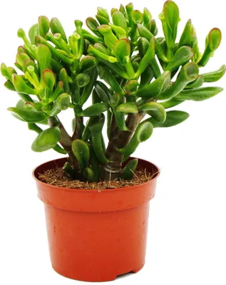 Obrázok produktu pre Lyžickový strom - Crassula "Hobbit" - Sukulentná izbová rastlina - 12cm kvetinác