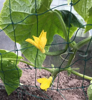 Obrázok produktu pre Famanu klipy na rastliny vhodné na paradajky, ruže, uhorky a iné popínavé rastliny – sieť na podporu rastlín, 3 x 2 metre