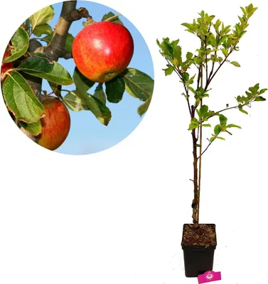 Produktbild von Set mit 3 Obstbäumen – 1 Apfel, 1 Birne, 1 Kirsche – Höhe +100 cm – 5-Liter-Topf – Mischung A