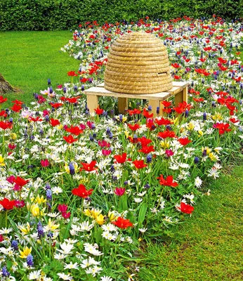 Produktbild von BALDUR Garten Frühlings-Zwiebelmix 'Bienen-Oase',50 Zwiebeln, Blumenzwiebeln, bienen- & schmetterlingsfreundlich, winterhart, pflegeleicht, blühend, Narcissus, Crocus, Allium, Tulipa, Anemone, Muscari