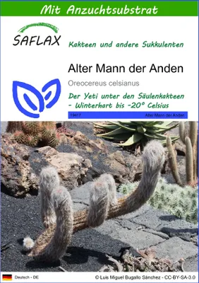 Produktbild von SAFLAX - Alter Mann der Anden - Oreocereus celsianus - 40 Samen - Mit keimfreiem Anzuchtsubstrat