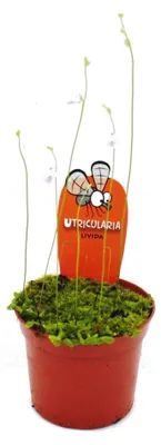 Produktbild von Fleischfressende Pflanze - Wasserschlauch - Utricularia livida - 9cm Topf - Rarität