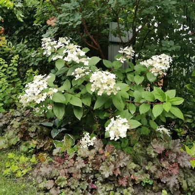 Produktbild von GreenboutiQ - Rispenhortensie - Hydrangea panniculata Wims Red - Blüte Weiß Rot - 1 Pflanze - Laubabwerfend - Große Blüten - Topf 17cm Höhe 50cm