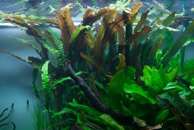 Produktbild von Aquarium Pflanze Cryptocoryne usteriana Tropica Nr.120 tropische Wasserpflanzen