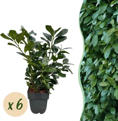 Produktbild von Heckenpflanzen - Prunus laurocerasus Etna - Blatt grün - 6 Pflanzen - 1 laufender Meter - immergrün - 40-50cm - Ø20cm - Gartenpflanze