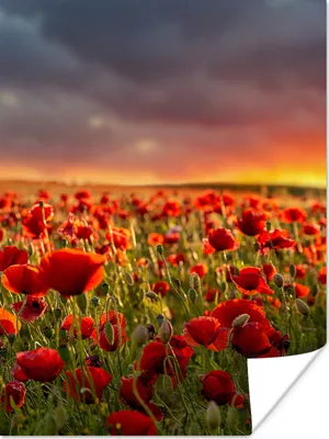 Produktbild von MuchoWow® Poster Sonnenuntergang über einem Feld von Mohnblumen 120x160 cm - Wandbilder