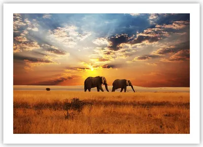 Produktbild von Poster - Poster ohne Rahmen - Elefanten Safari Dschungel Busch - 70x50 cm - Wand Bild - Wanddeko - Wandbilder - Kunstposter - Wandposter - Bilder - Kunstdruck - Wandbild - P2XAA70x50-3150