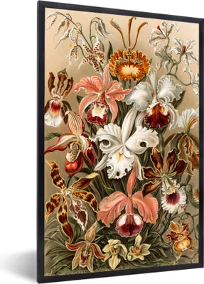 Produktbild von MuchoWow® MuchoWow® Gerahmtes Poster Orchidee - Ernst Haeckel 40x60 cm - Poster mit zchwarzem Bilderrahmen - Papierdruck - Wandbilder