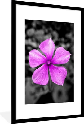 Produktbild von MuchoWow® MuchoWow® Gerahmtes Poster Blumen - Schwarz - Weiß - Lila 60x90 cm - Poster mit zchwarzem Bilderrahmen - Dekoration - Wandposter Wohnzimmer - Hochwertig