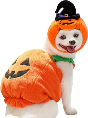 Produktbild von Hunde Halloween Kostüm M, Kürbis Kostüm für Hunde und Katzen