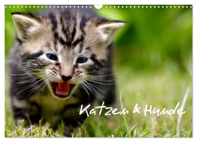 Produktbild von Katzen & Hunde (Wandkalender 2027 DIN A3 quer), CALVENDO Monatskalender