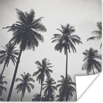 Produktbild von MuchoWow® Poster Palme - Tropisch - Natur 75x75 cm - Wand Dekoration