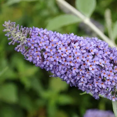 Obrázek produktu pro 2 x  buddleja  - Buddleja 'Lochinch'  | 40-60 cm v kontejneru