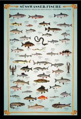 Produktbild von Educational - Bildung - Poster - Süsswasserfische + Wechselrahmen, Shinsuke® Maxi MDF schwarz, Acryl-Scheibe