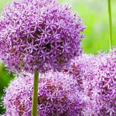 Productafbeelding van Allium bloembollen 'Globemaster' | 5 stuks - 70-100cm - Ø5cm - Multideal - Bloembol - Tuinplant