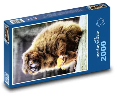 Zdjęcie produktu dla Puzzle 2000 Lemur czerwonobrzuchy w naturze - martinpuzzle