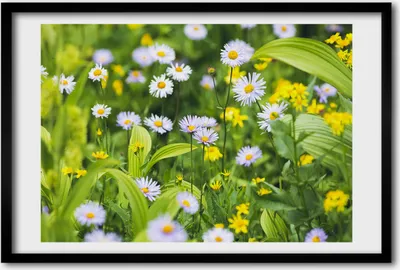 Produktbild von Bild 60x40 MDF-Rahmen, Wandkunst Gänseblümchen