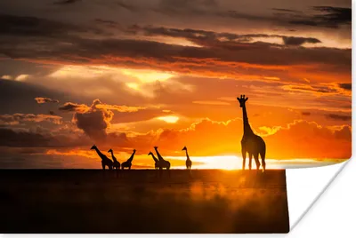 Produktbild von MuchoWow® Poster Silhouetten von Giraffen bei Sonnenuntergang 120x80 cm - Bilder