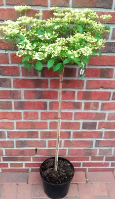 A potted plant with white flowers against a brick wall.