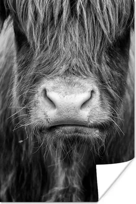 Produktbild von MuchoWow® Poster Schottischer Highlander - Haare - Tiere 80x120 cm - Papierdruck