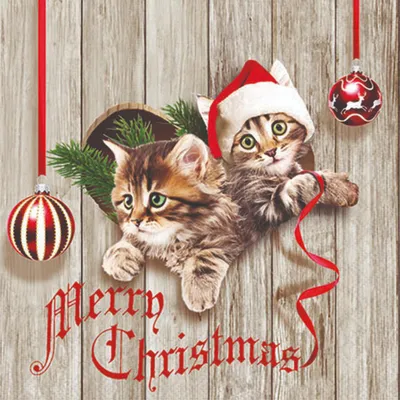 Produktbild von Servietten 25x25 cm - Curious kittens