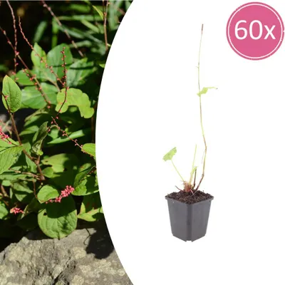 Produktbild von Persicaria a. 'Speciosa' | 60 Stück - 10-25cm - Ø9cm - Gartenpflanze