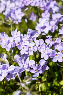 Produktbild von Phlox stolonifera 'Blue Ridge', Teppich-Phlox, blau, ca. 9x9 cm Topf