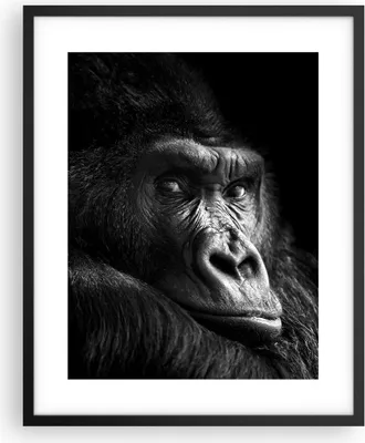 Produktbild von Gerahmtes Poster - Schwarzer Rahmen - Affe Gorilla Porträt - 40x50 cm - Wand Bild - Wanddeko - Wandbilder - Kunstposter - Wandposter - Bilderrahmen - Bilder - Kunstdruck - P2BPA40x50-5007