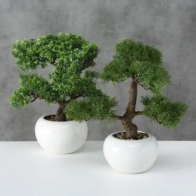 Produktbild von Bonsai im Topf , Topfpflanze 2 Ausführungen Stückpreis