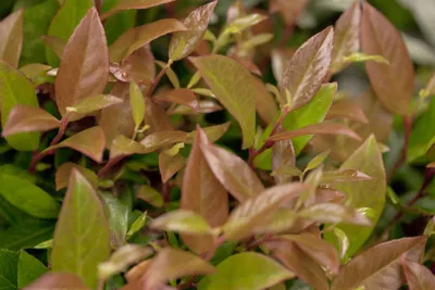 Produktbild von Leucothoe walteri 'Zeblid', Traubenheide, rot-grün, 25–30 cm