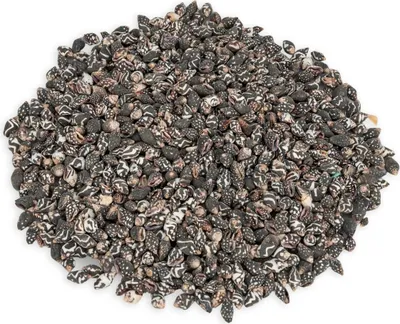 Produktbild von Nassa columbella, verpackt mit 0,5 kg, Größe ca. 1-1,8 cm, ca. 900 Stück  | Columbilla-Schnecken