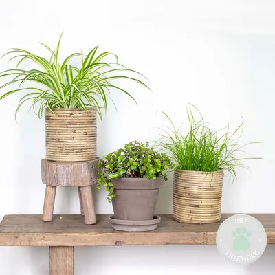 Zdjęcie produktu dla 3x Mieszanka przyjazna zwierzętom - Cyperus - Chlorophytum - Callisia - Roślina doniczkowa - ⌀12 cm -15-25 cm