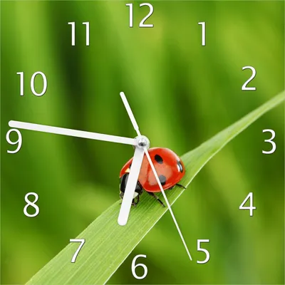 Produktbild von Wallario Design Wanduhr Marienkäfer auf grünem Blatt aus Echtglas, Größe 20 x 20 cm