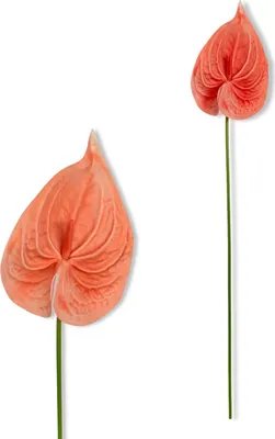 Image de Branche - Anthuria mousse orange 57 cm