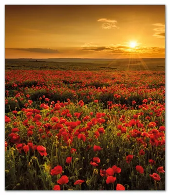 Produktbild von Wallario Herdabdeckplatte aus Glas, Größe 52 x 60 cm 1-teilig, Motiv Mohnblumenwiese bei Sonnenuntergang am Abend