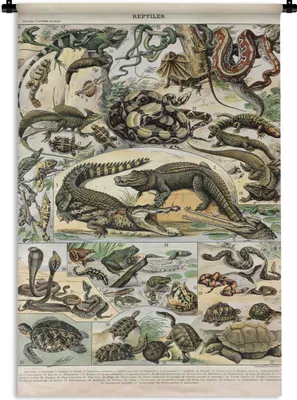 Produktbild von MuchoWow® Wandteppich Wandbehang Tiere - Natur - Reptilien 60x90 cm Tapisserie Dekoration Wandtuch - Foto-Teppich - Abwaschbar