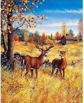 Image de Peinture au diamant Cerf dans le champ 30x40cm