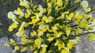 Produktbild von Cytisus scoparius Dukaat  - Edelginster - duftend - 40-60