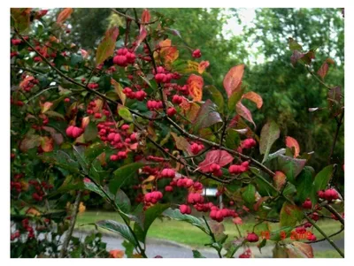 Produktbild von Pfaffenhütchen Euonymus planipes Pflanze 15-20cm Spindelstrauch