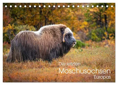 Produktbild von Die letzten Moschusochsen Europas (Tischkalender 2027 DIN A5 quer), CALVENDO Monatskalender