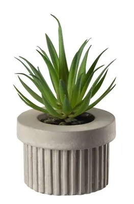 Obrázok produktu pre ASA Sukulent VI, zelený DECO D. 7 cm, v sivom betónovom kvetináči 66245444 /Predaj len do vypredania zásob